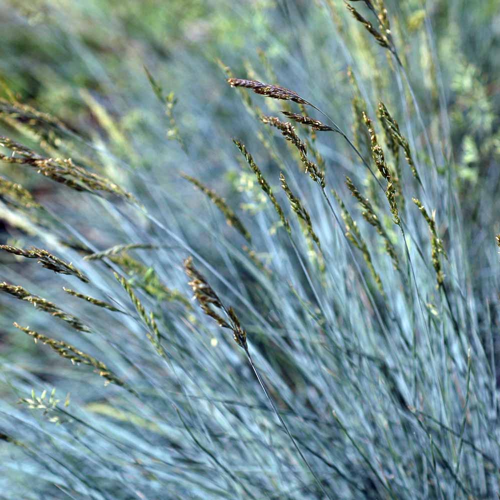 Festuca glauca