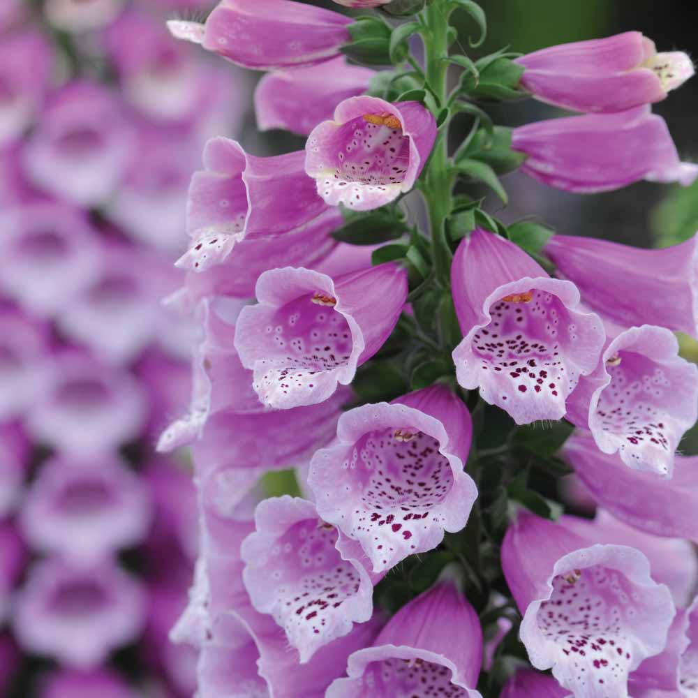 Foxglove 'Dalmation Purple'