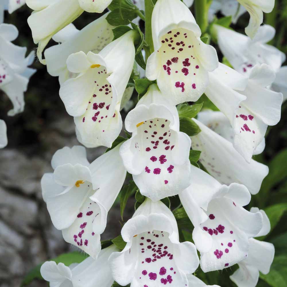 Foxglove 'Dalmation White'