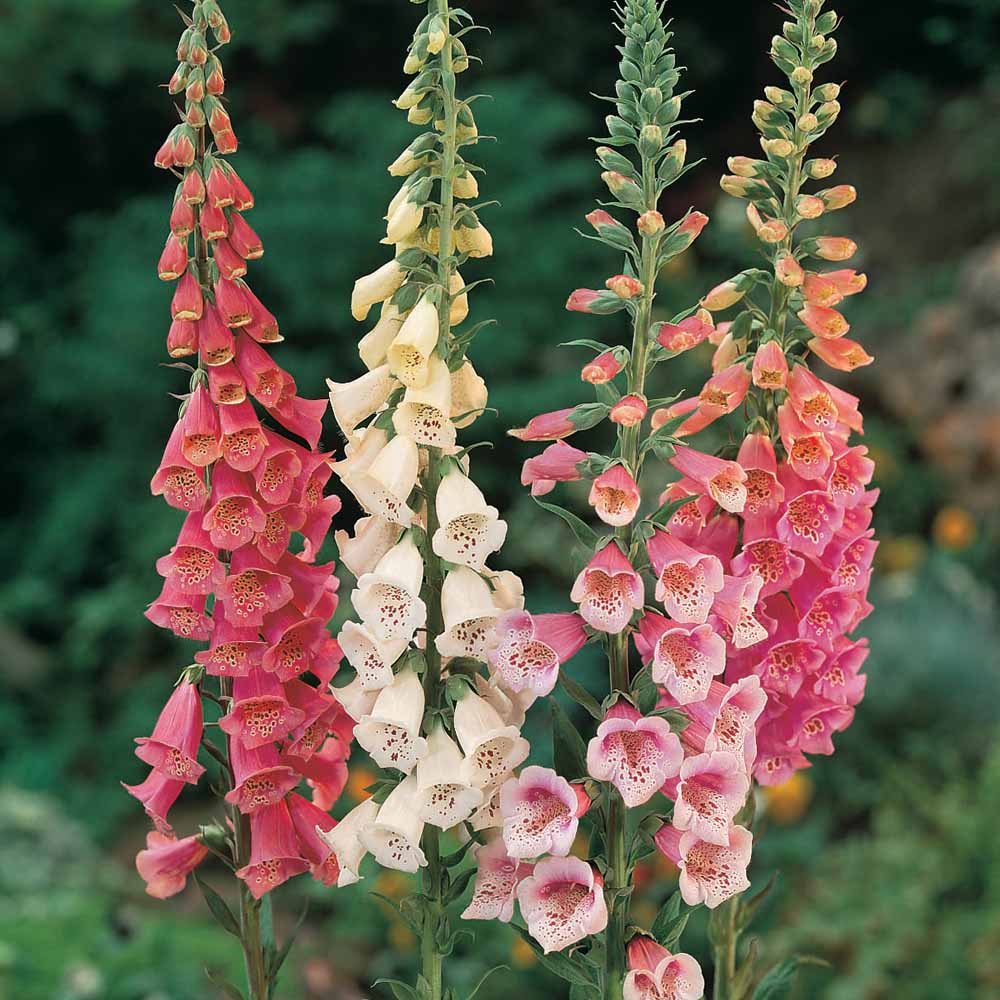 Foxglove 'Excelsior Hybrids'