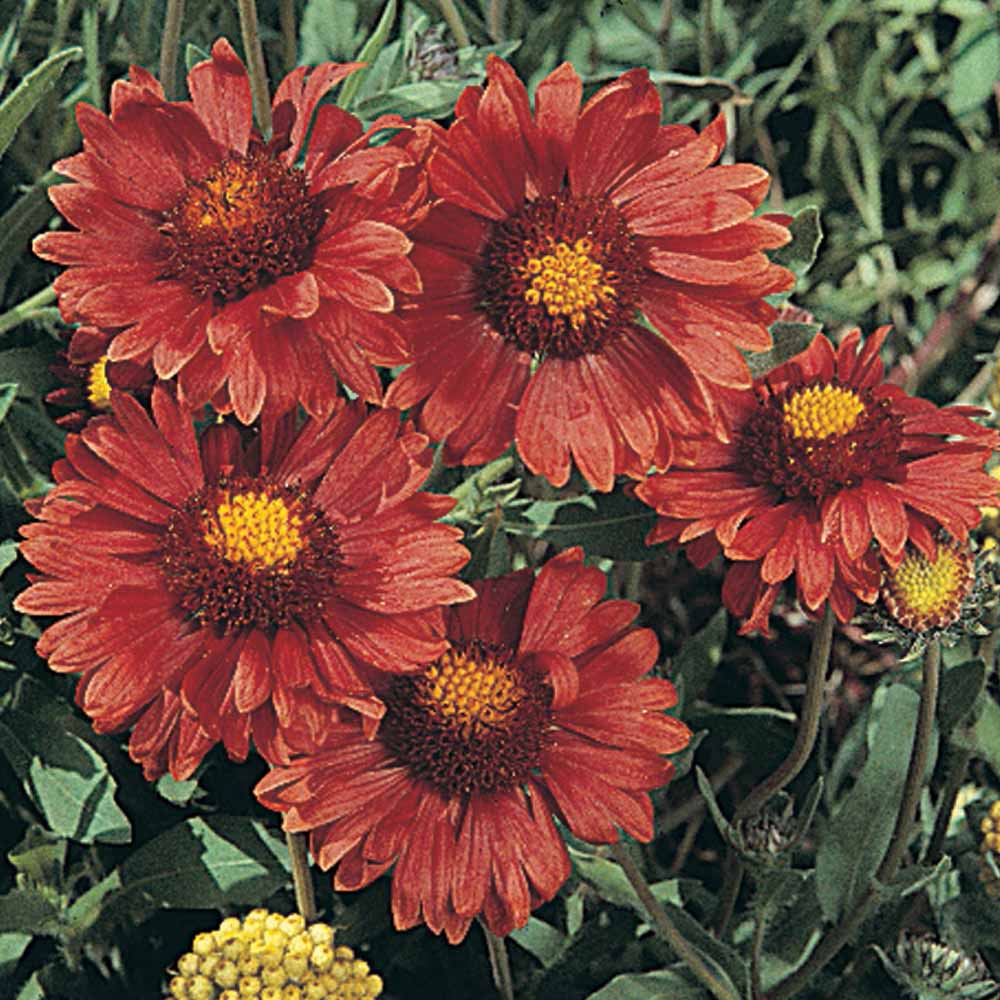 Gaillardia aristata 'Burgundy'