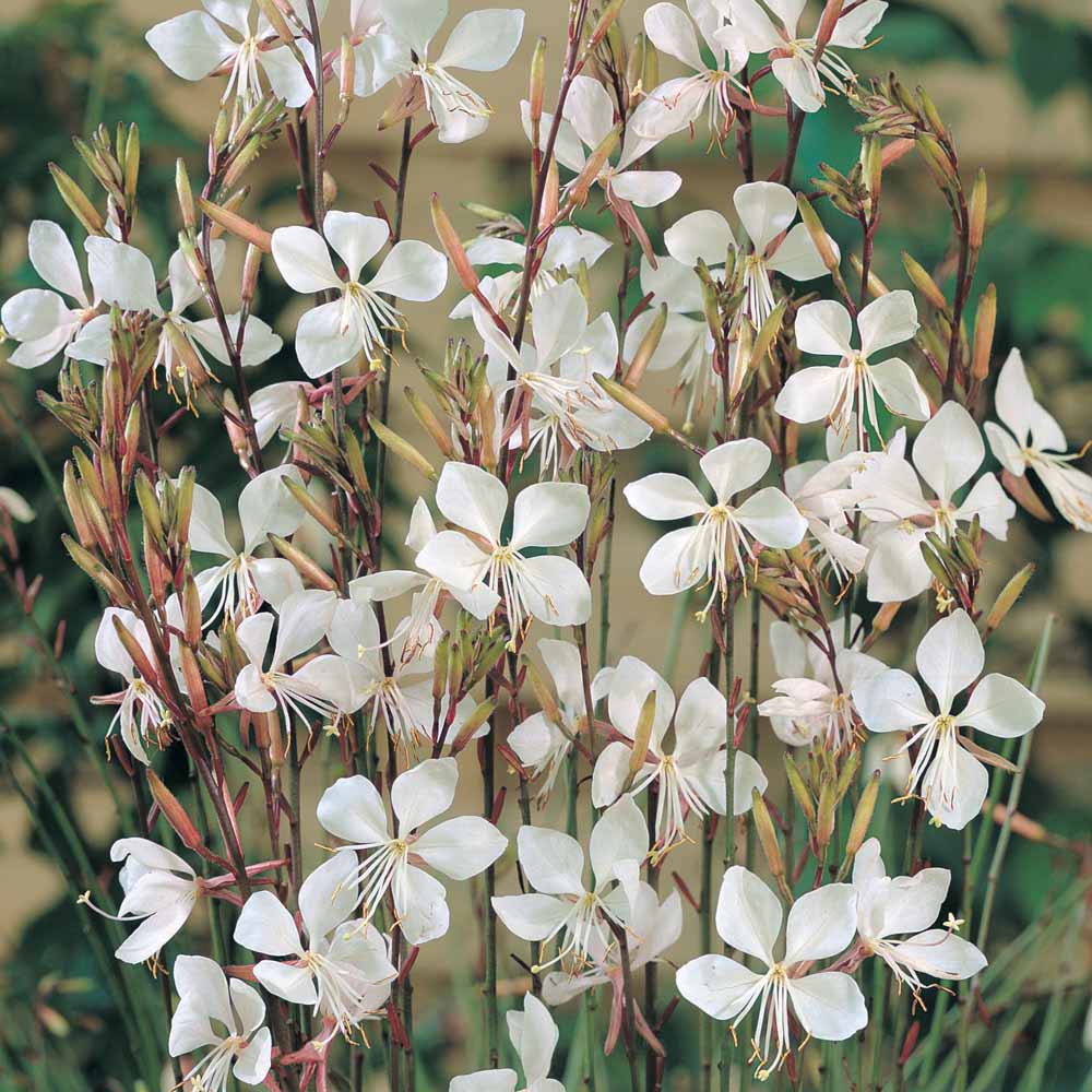 Gaura lindheimeri