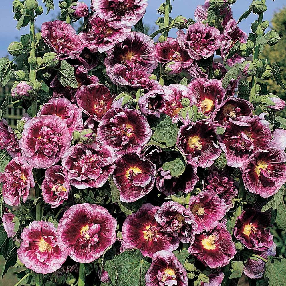 Hollyhock 'Creme de Cassis'
