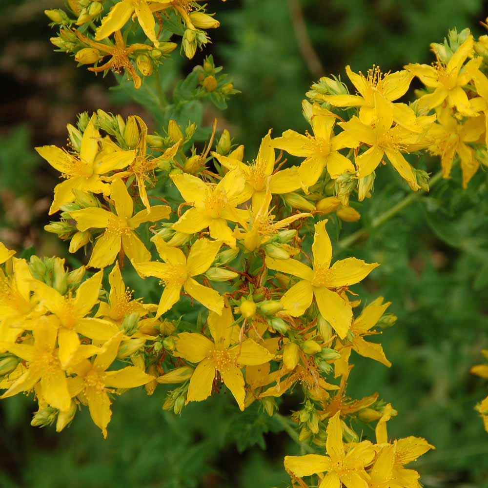 Hypericum perforatum