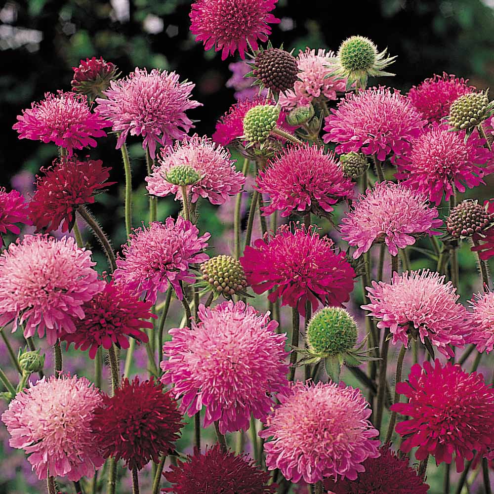 Knautia macedonica 'Melton Pastels'