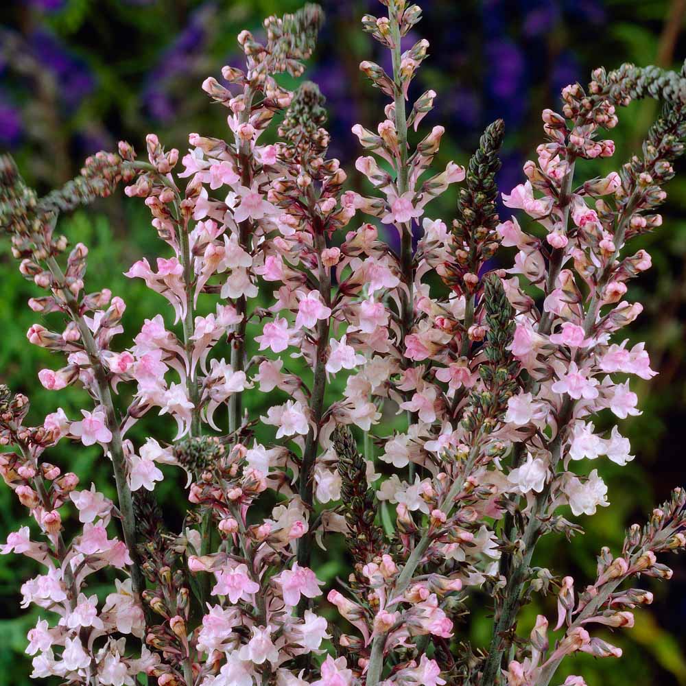 Linaria purpurea 'Cannon J Went'