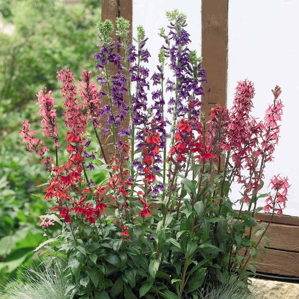 Lobelia x speciosa 'Fan Mixed'