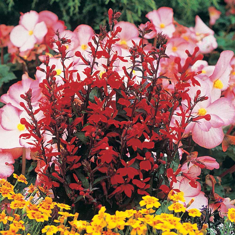 Lobelia x speciosa 'Fan Scarlet'