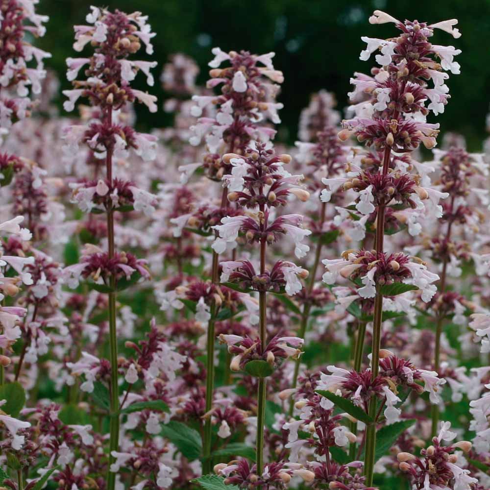 Nepeta nervosa 'Pink Candy'