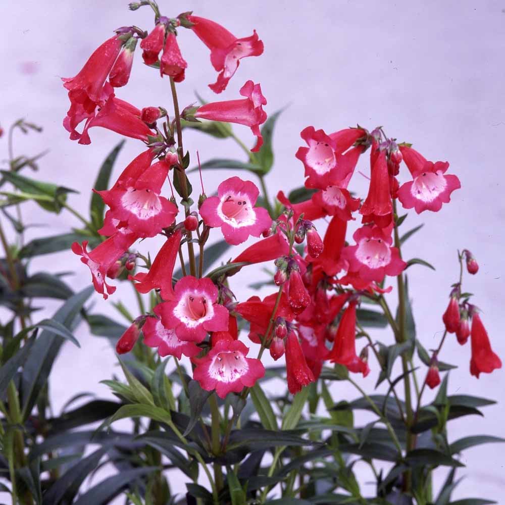 Penstemon 'Etna'