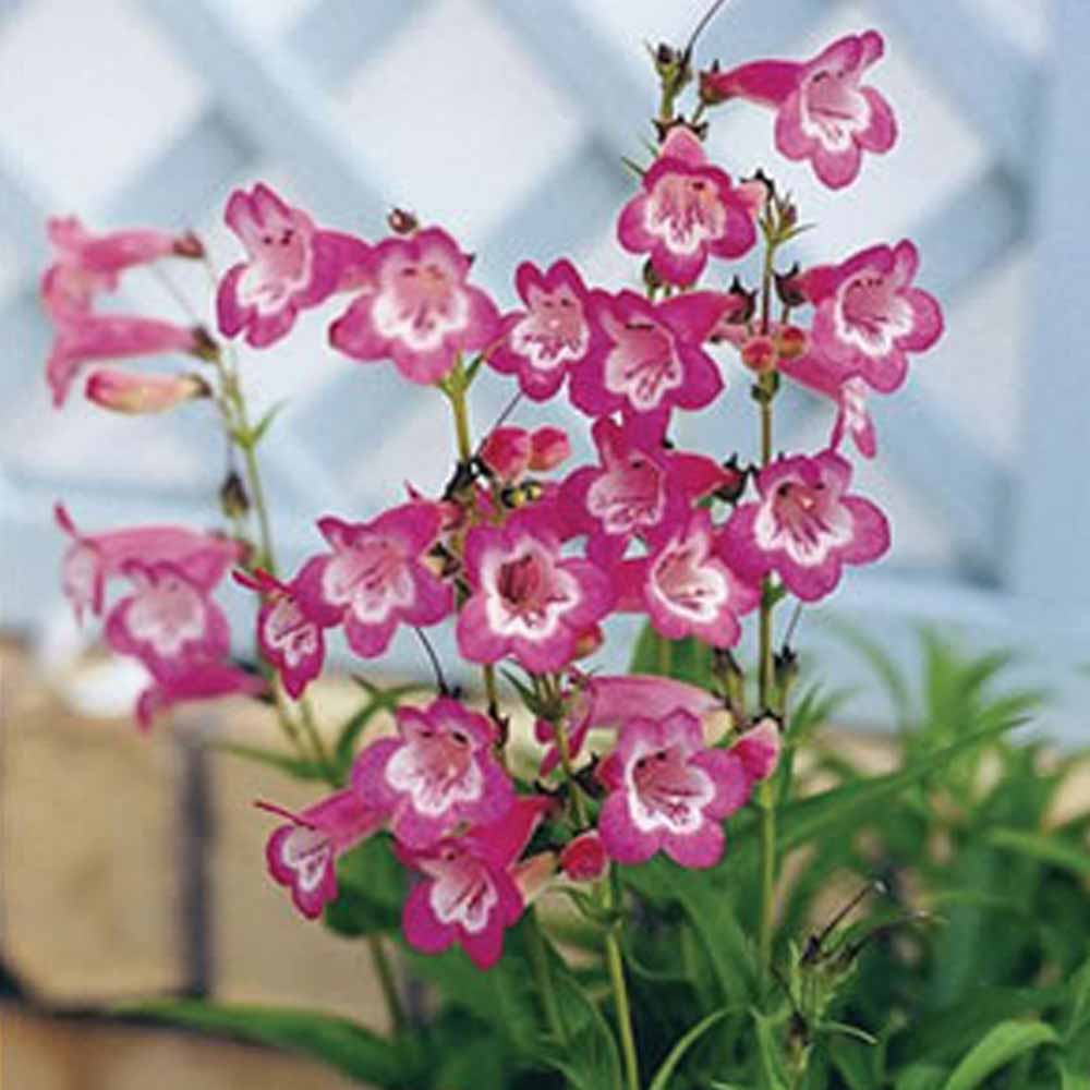 Penstemon 'Kilimanjaro'