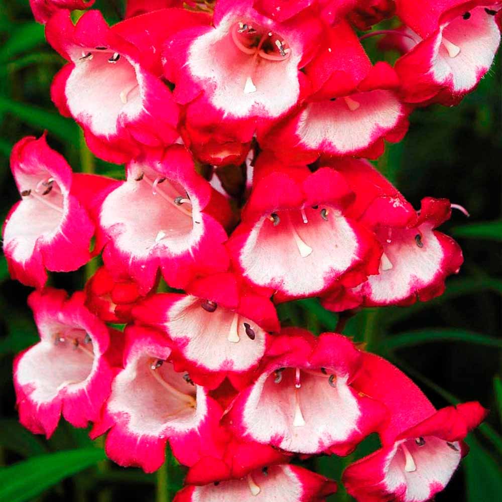 Penstemon 'Pensham Amelia Jayne'