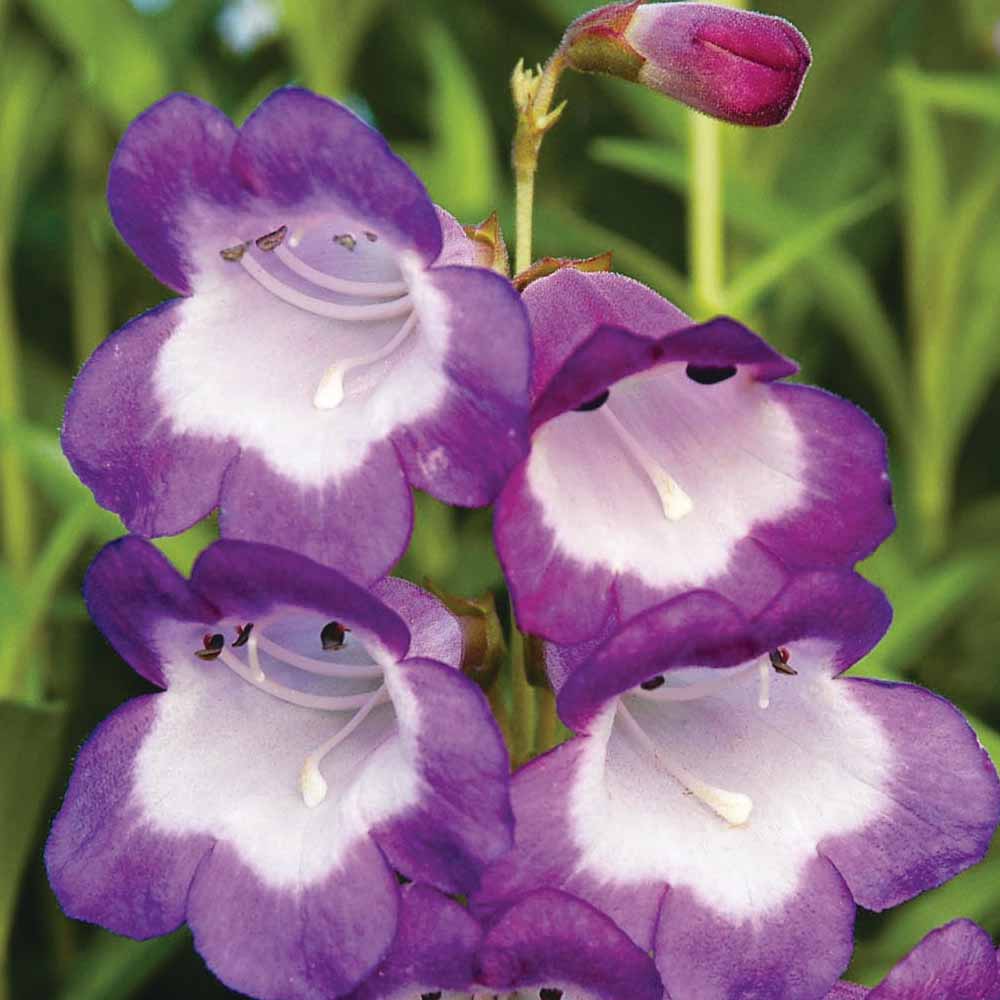 Penstemon 'Pensham Czar'