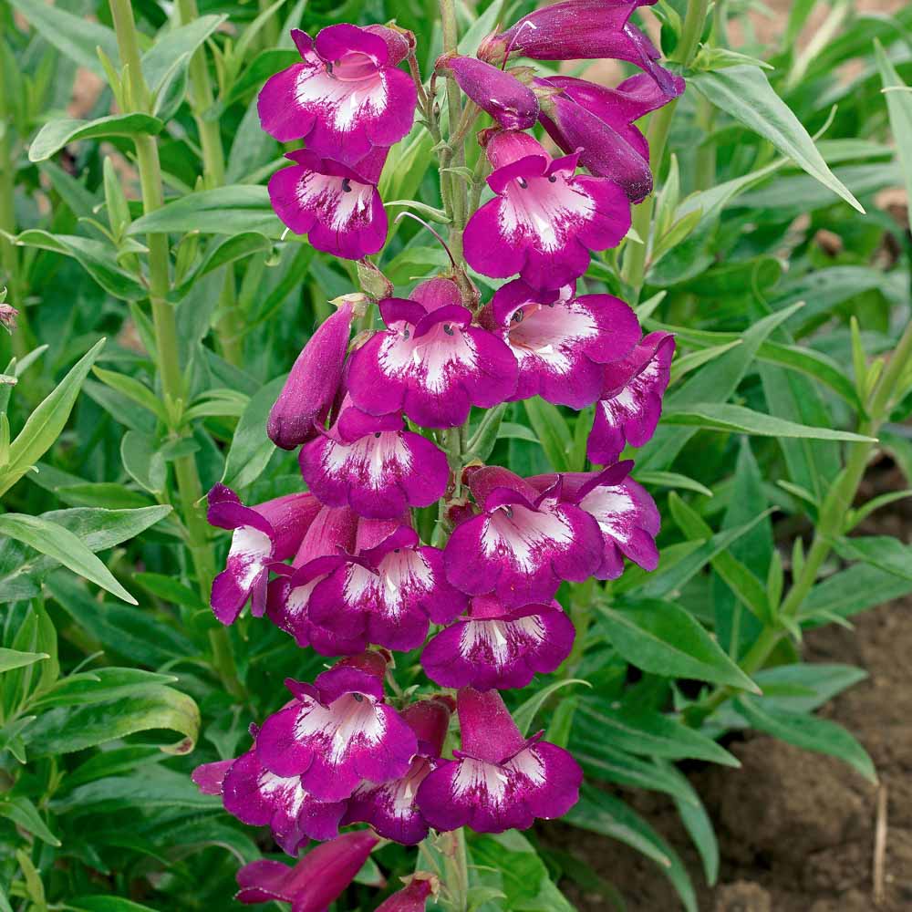 Penstemon 'Pensham Plum Jerkum'