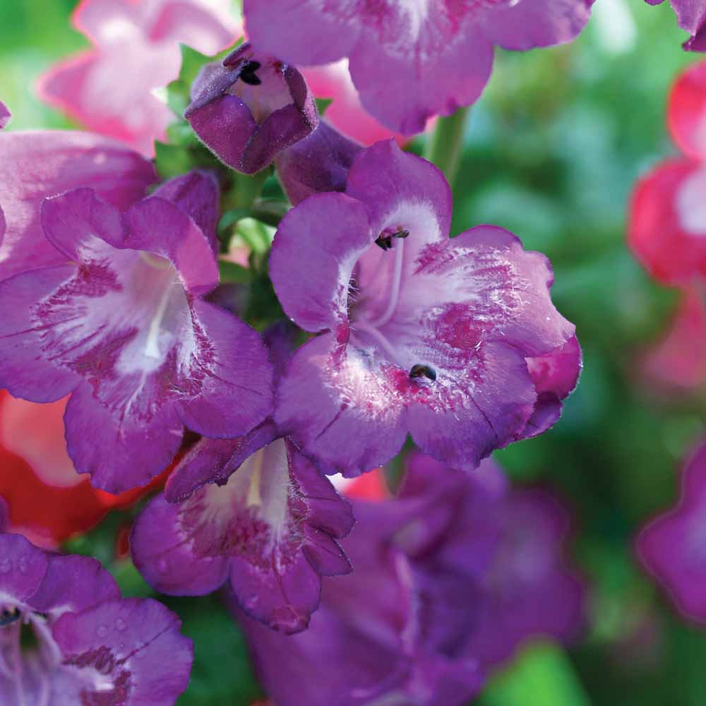 Penstemon 'Pensham Westminster Belle'