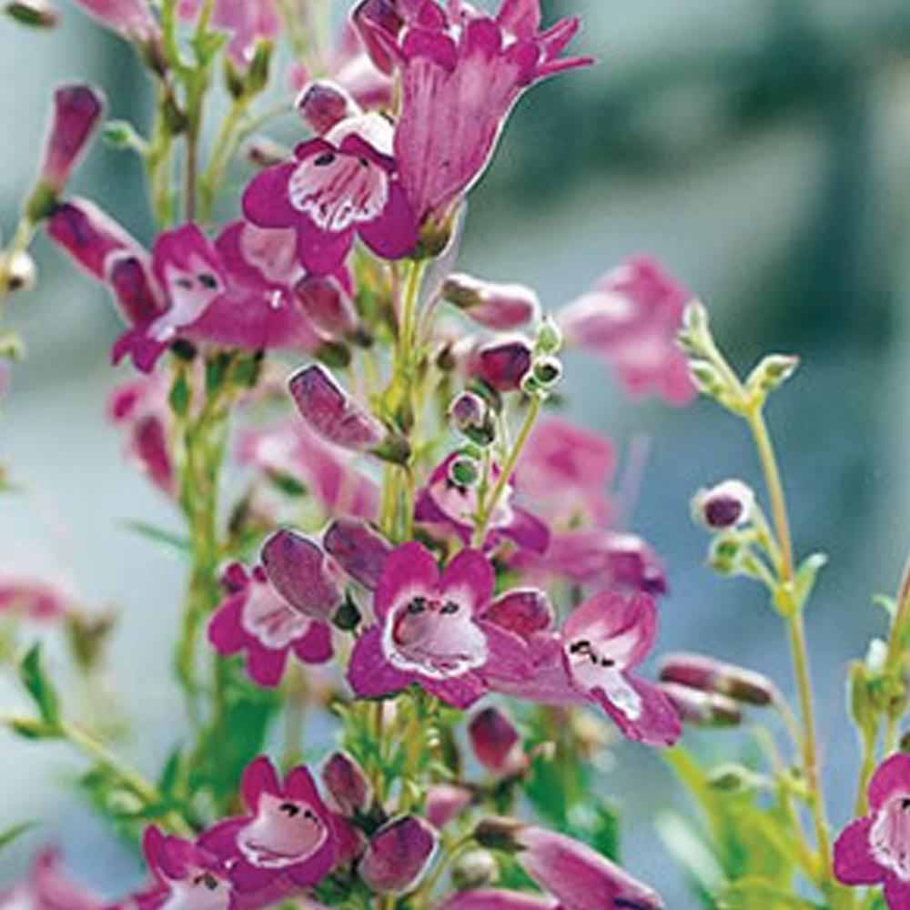 Penstemon 'Vesuvius'