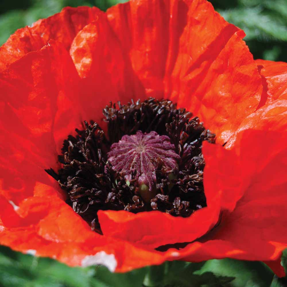 Poppy 'Beauty of Livermere'