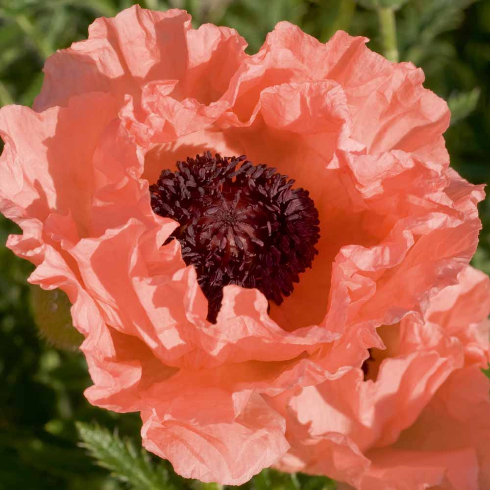 Poppy 'Prinzessin Victoria Louise'