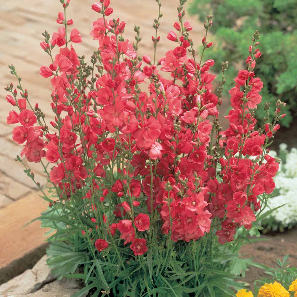 Sidalcea hybrida 'Party Girl'