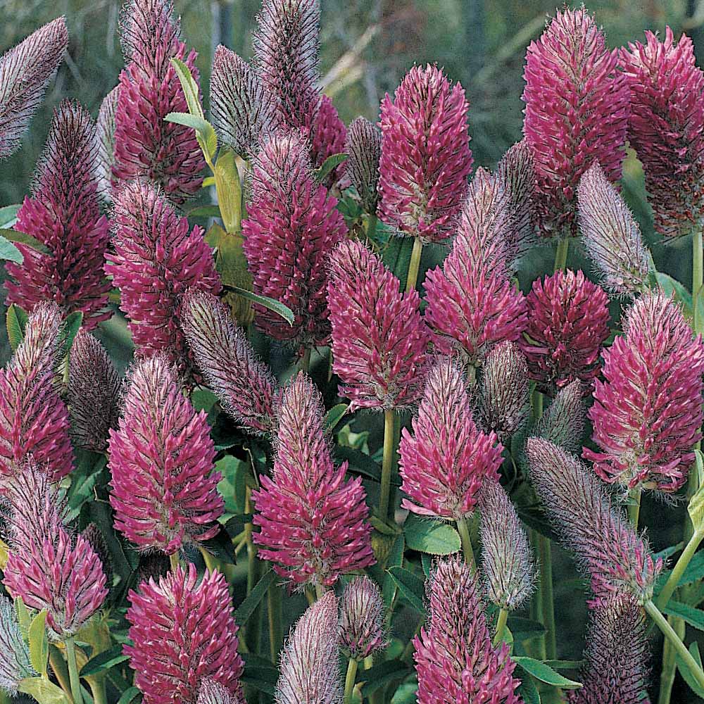 Trifolium rubens