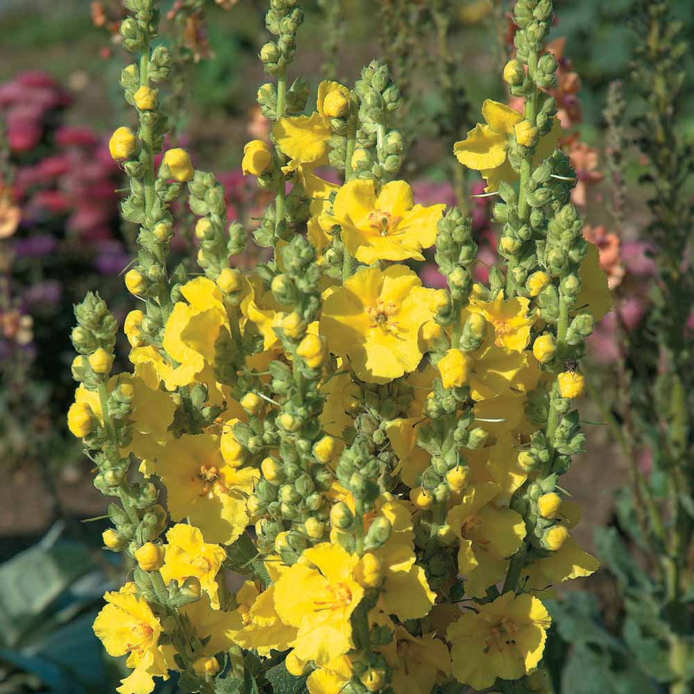 Verbascum phlomoides 'Banana Custard'