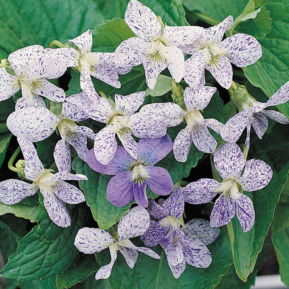 Viola sororia 'Freckles'