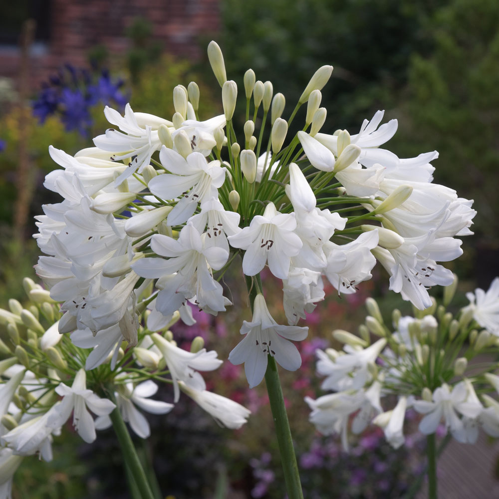 Agapanthus 'Arctic Star'