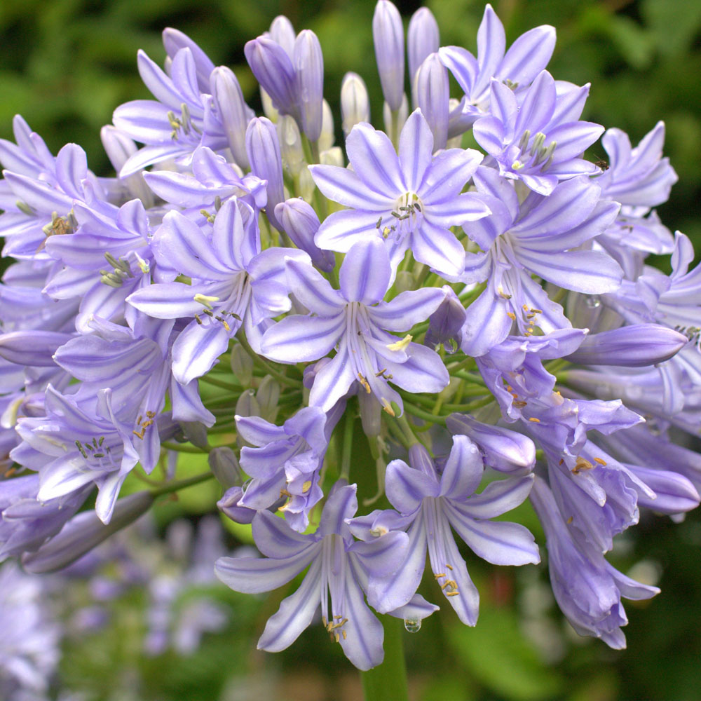 Agapanthus 'Glenavon'