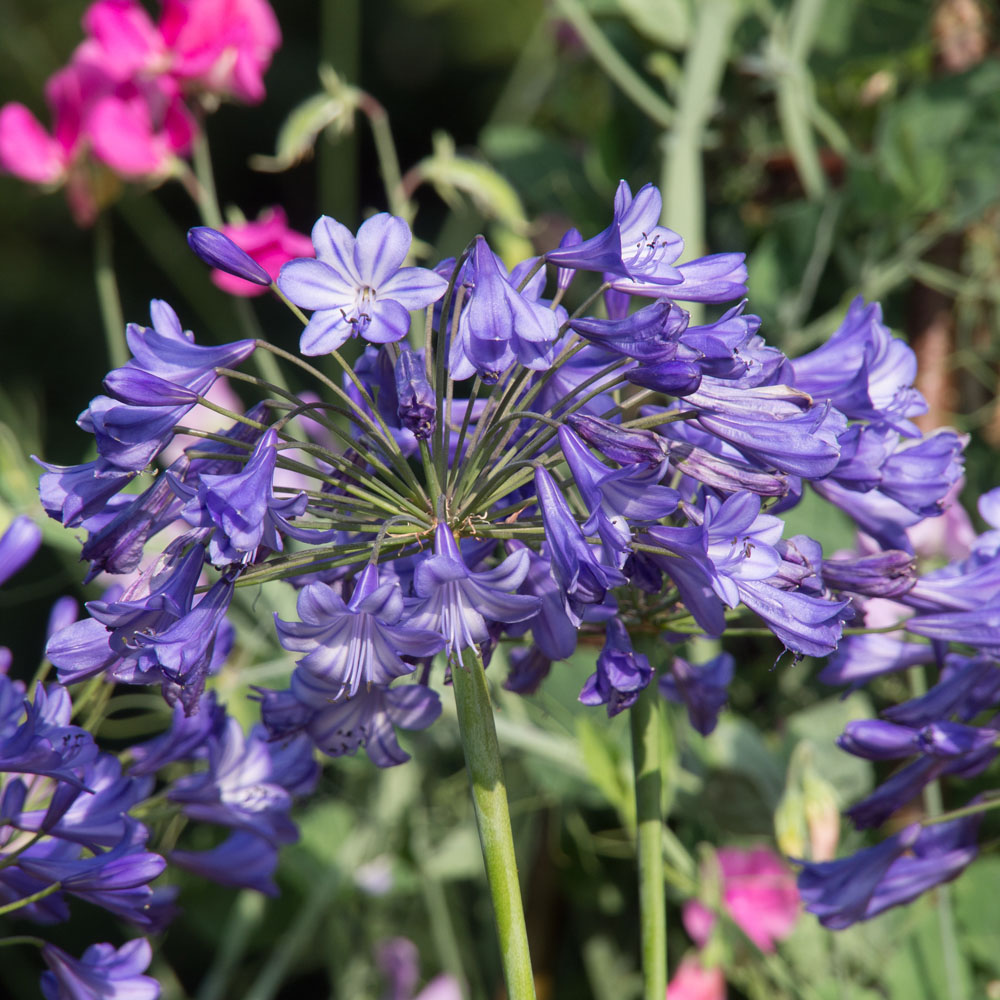 Agapanthus 'Jacaranda'