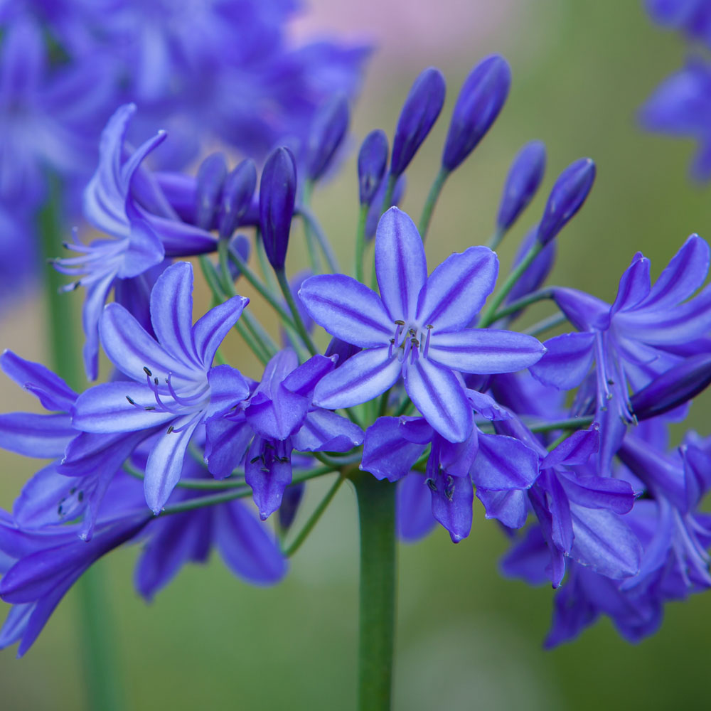 Agapanthus 'Northern Star'