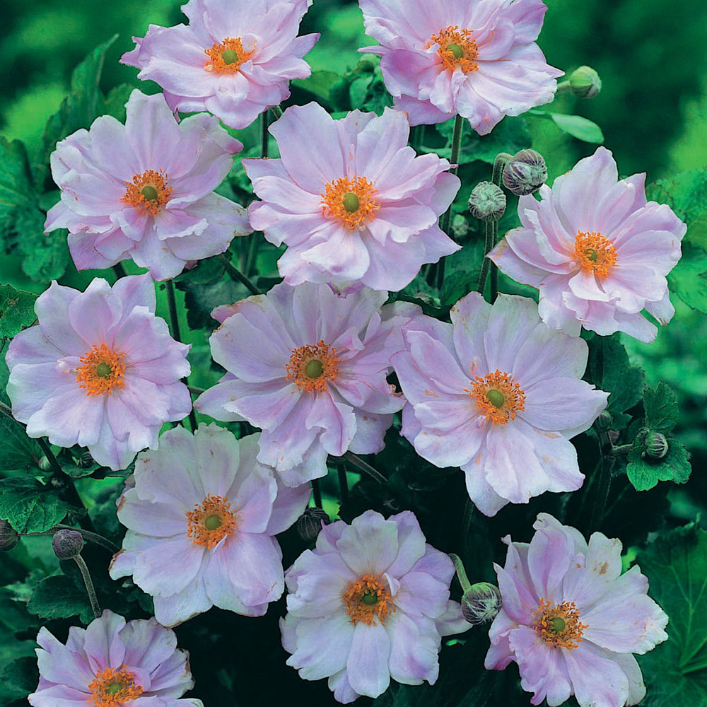 Anemone hybrida 'Queen Charlotte'