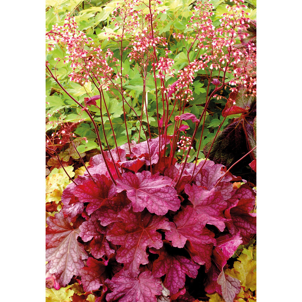 Heuchera 'Berry Smoothie'