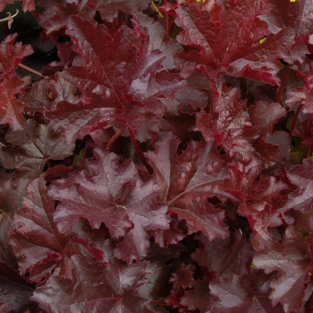 Heuchera 'Chocolate Ruffles'