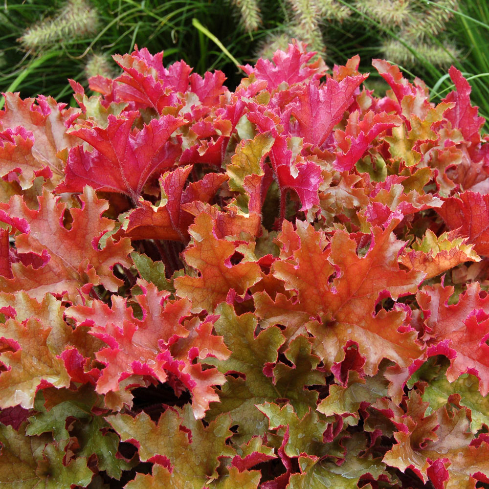 Heuchera 'Marmalade'