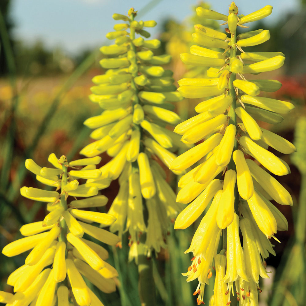 Red Hot Poker 'Lemon Popsicle'