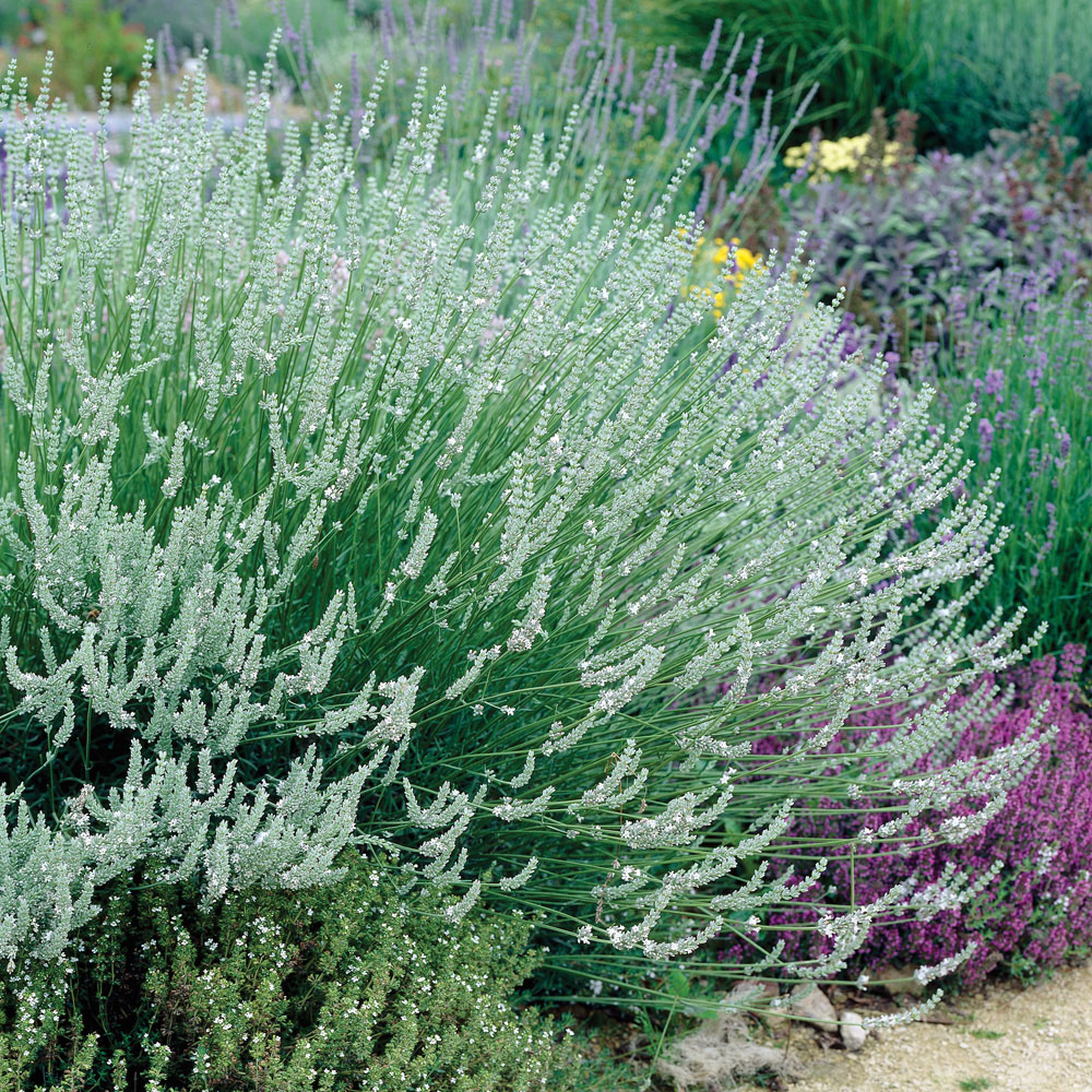 Lavender x intermedia 'Edelweiss'
