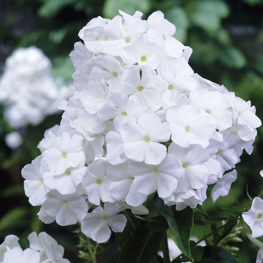 Phlox 'David'