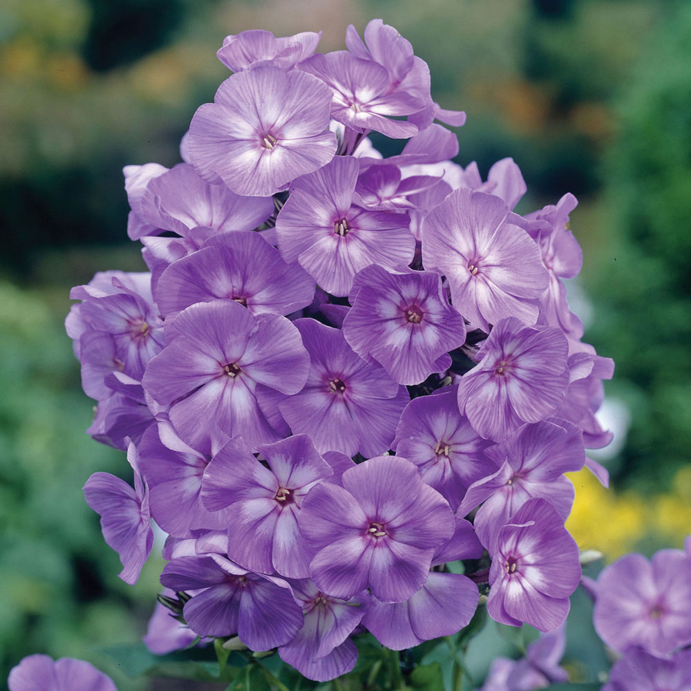 Phlox 'Laura'