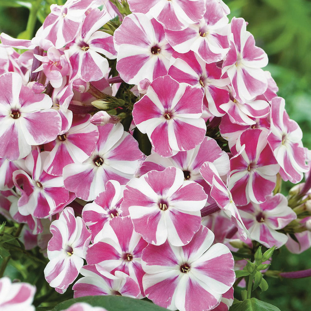 Phlox 'Peppermint Twist'