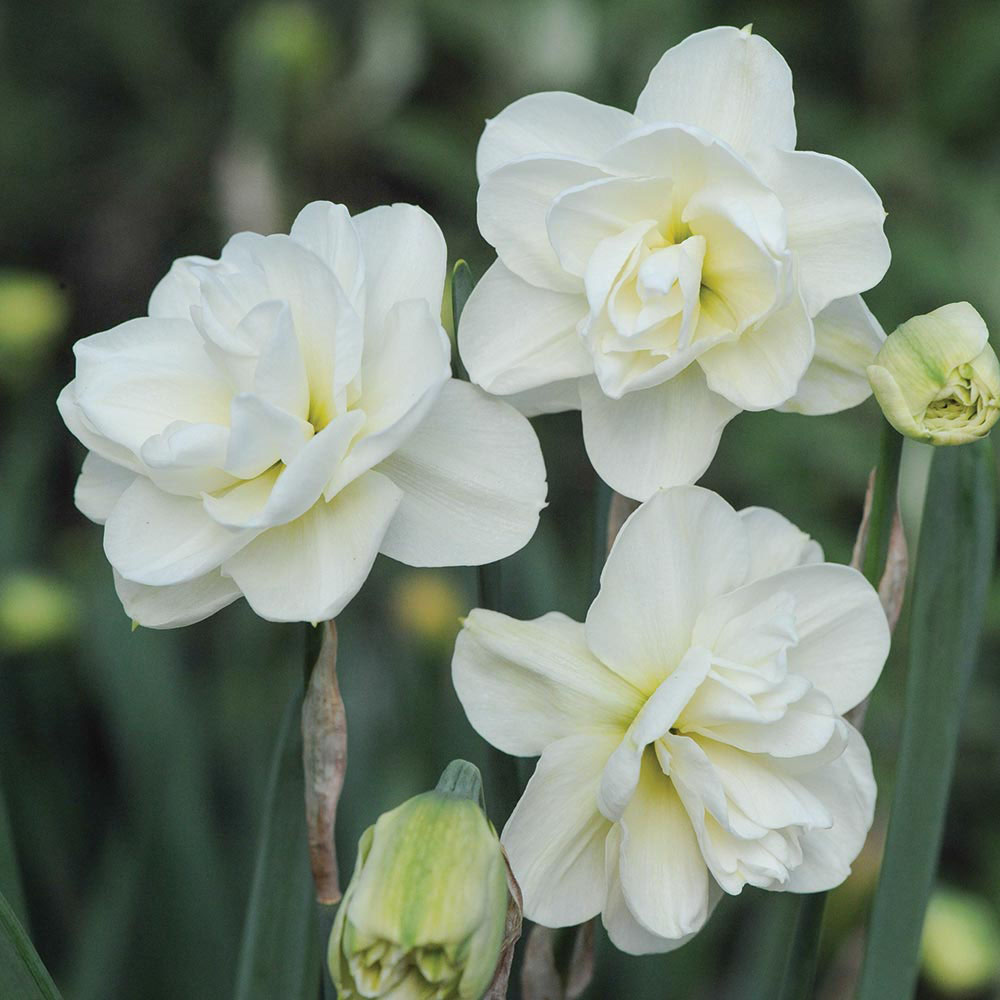 Daffodil 'Rose of May Improved'