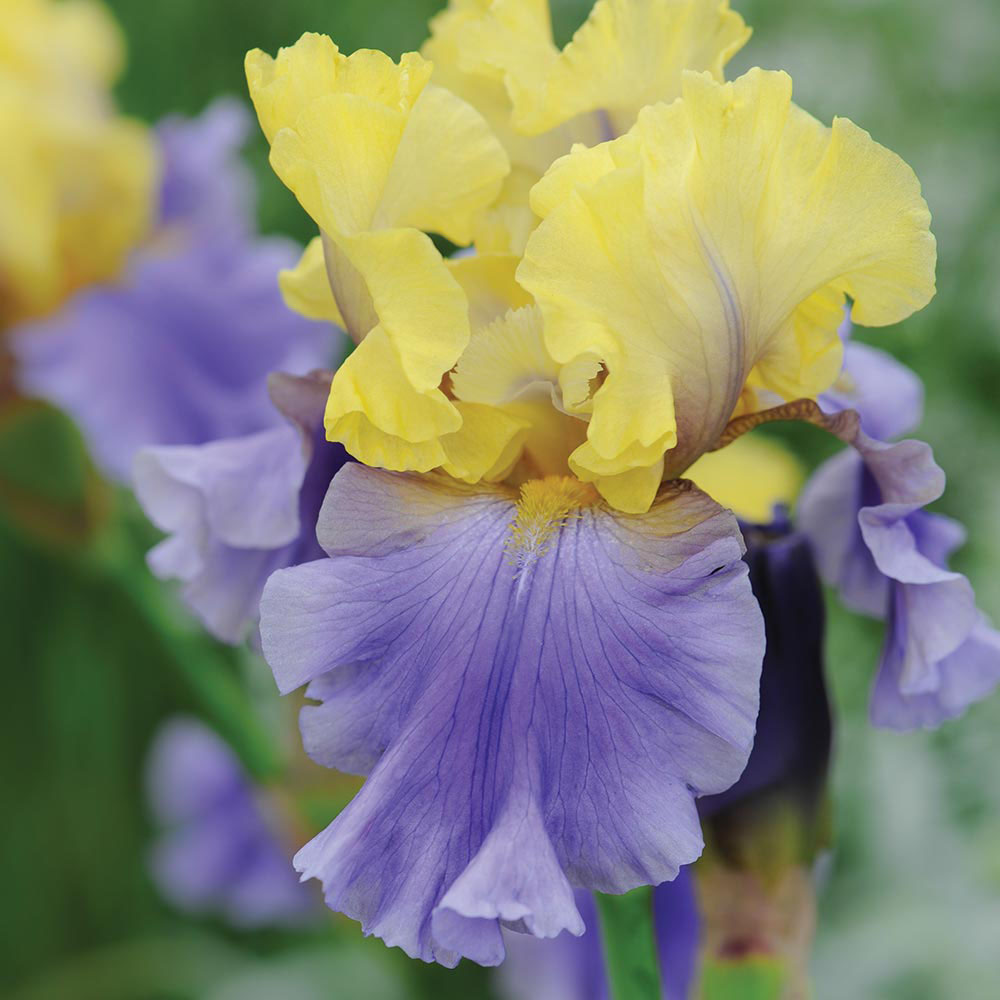 Iris 'Edith Wolford'