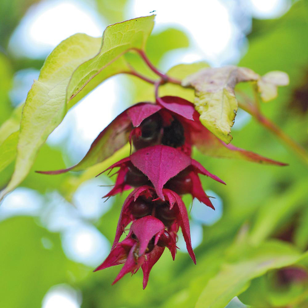 Leycesteria formosa 'Golden Lanterns'