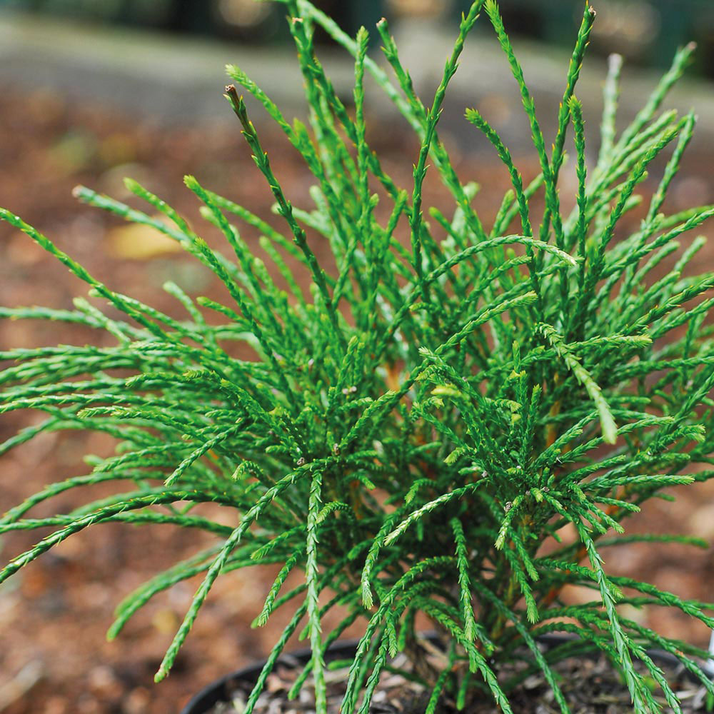 Thuja plicata 'Whipcord'