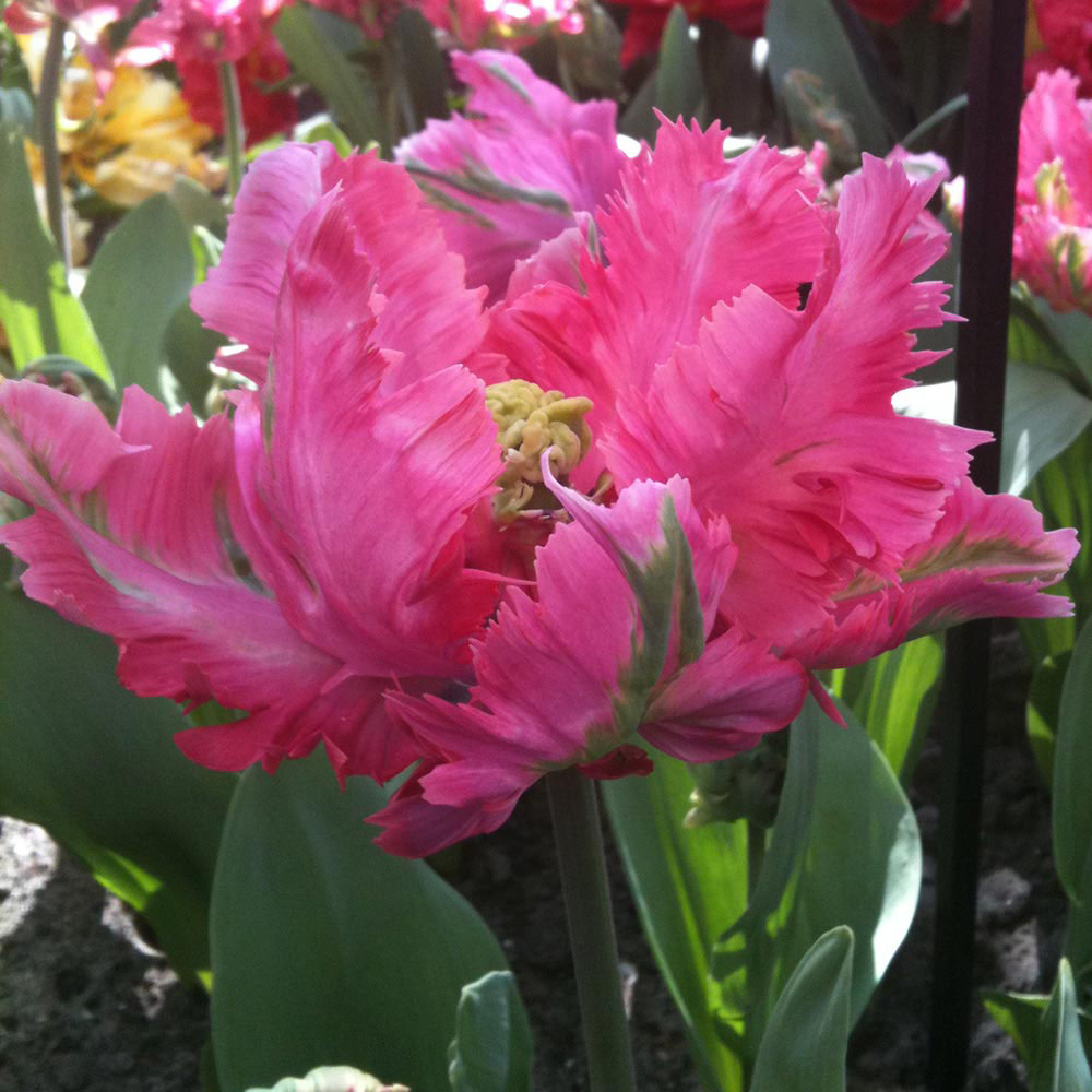 Tulip 'Diamond Parrot'