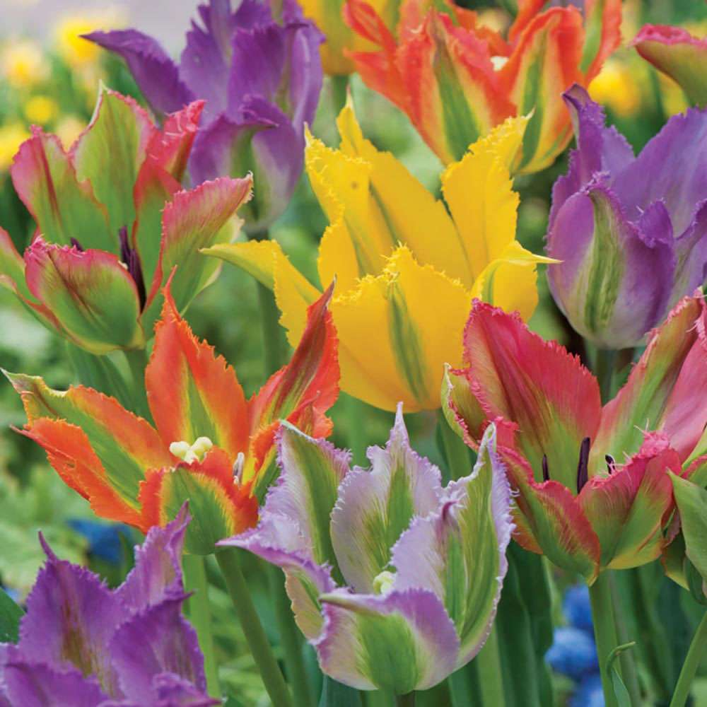 Tulip 'Frilly Fiesta Mixed'