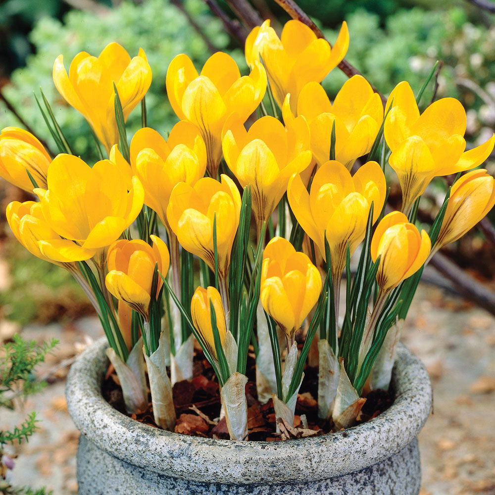 Crocus 'Yellow Mammoth'