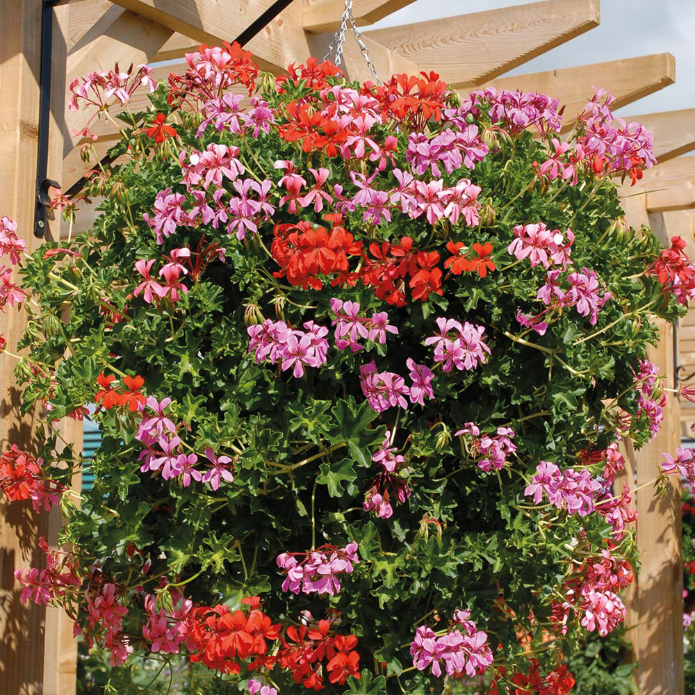 Geranium 'Trailing Supreme' Pre&#45;Planted Hanging Basket