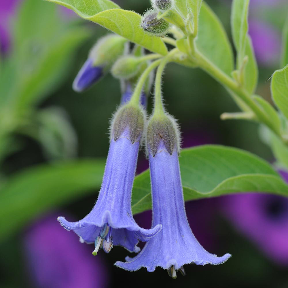 Acnistus australis 'Blue Angel's Trumpet'