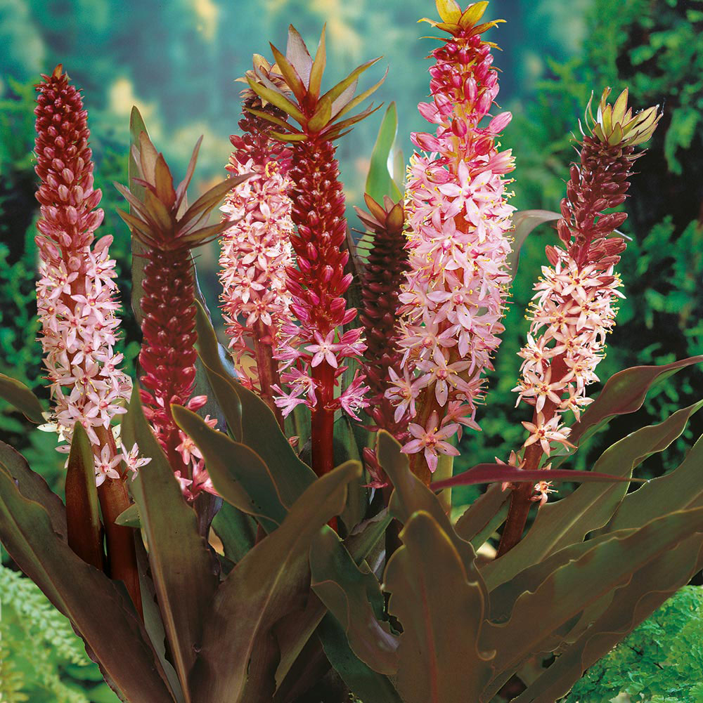 Eucomis 'Sparkling Burgundy'