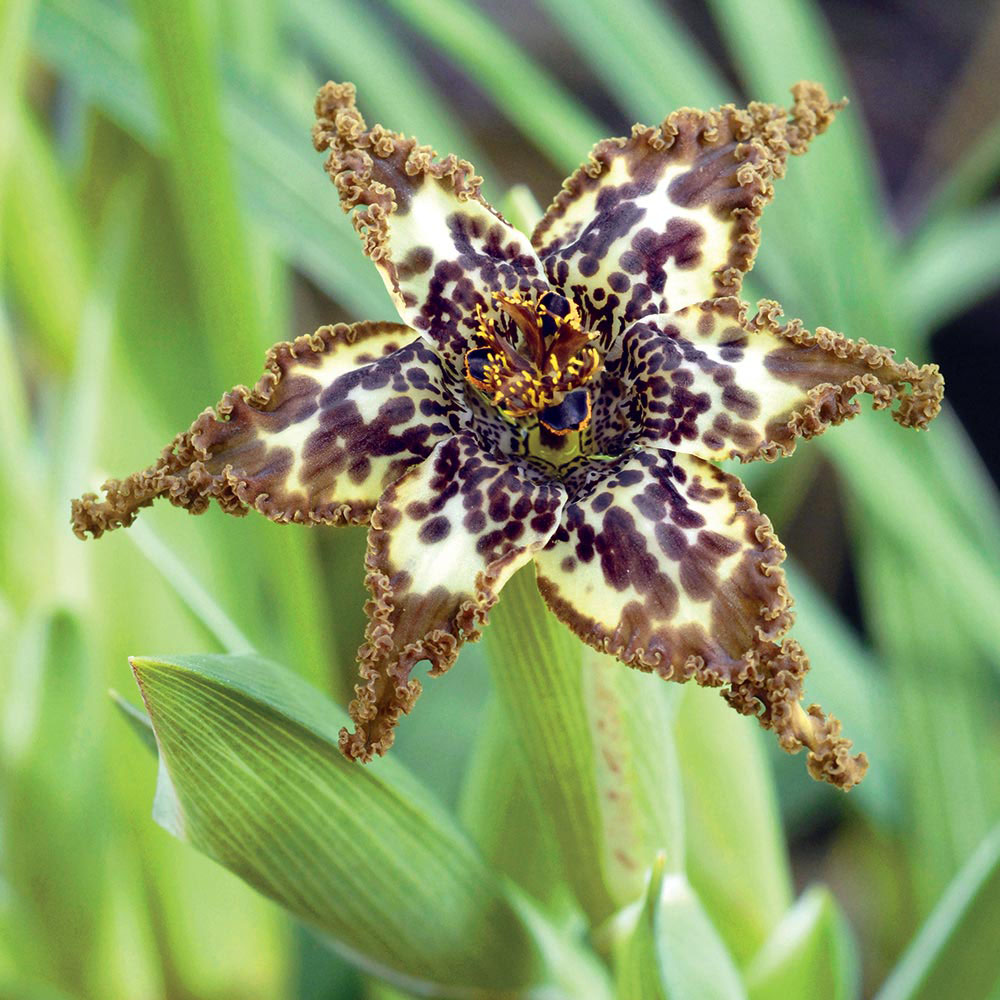 Ferraria crispa 'Starfish Lily'